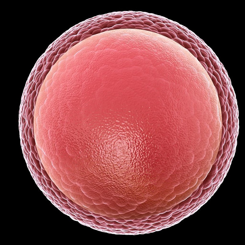 促卵泡生成激素的值和卵巢的关系