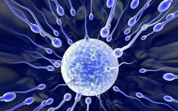 选性别所用的精子分离术是什么技术?
