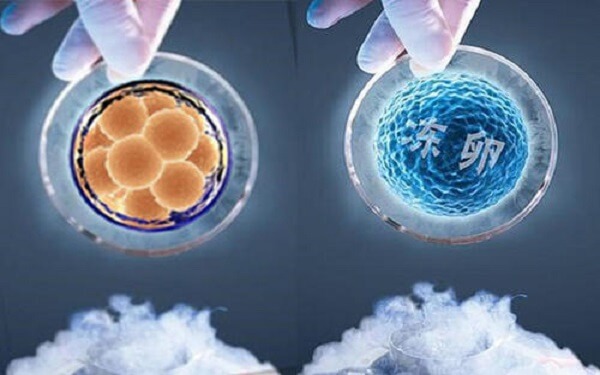 试管婴儿微刺激方案促排后是鲜胚移植好还是冻胚？