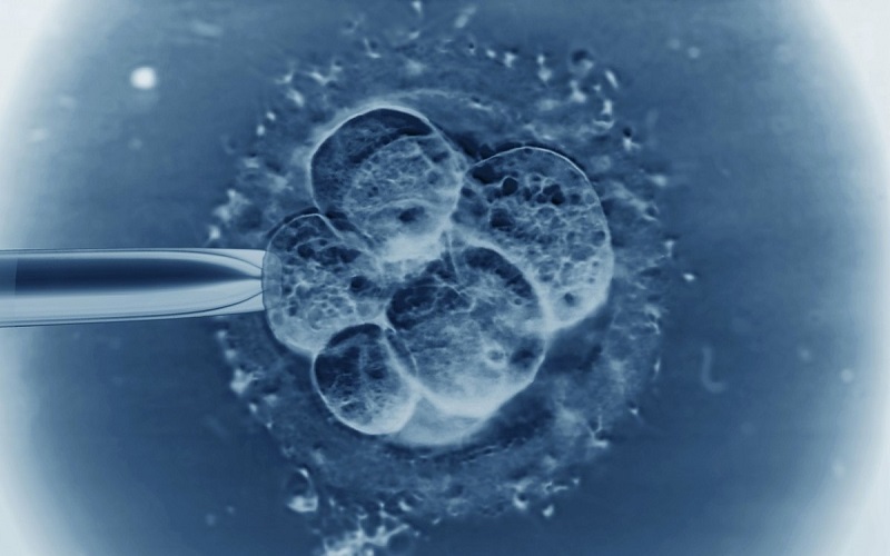 囊胚质量主要看后面的字母顺序