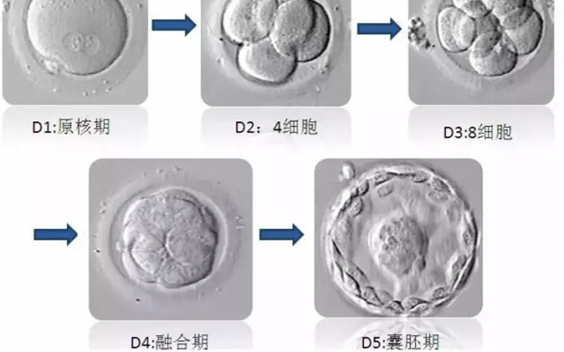 囊胚的发育过程