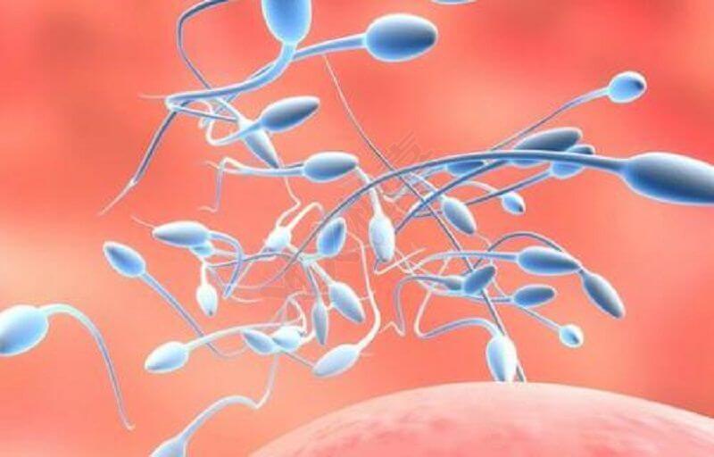 生男生女取决于和卵子结合的精子的染色体