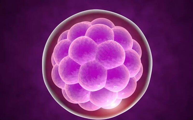 胚胎培育是二次试管流程的中的重要部分
