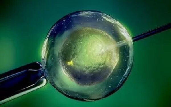 从科学原理入手，浅谈优质囊胚生男宝女宝的概率