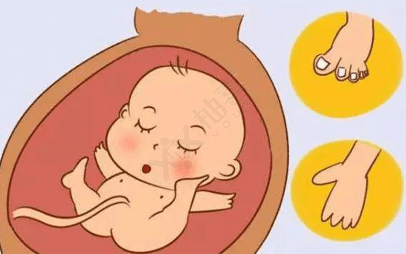 同卵双胞胎的胎儿容易畸形