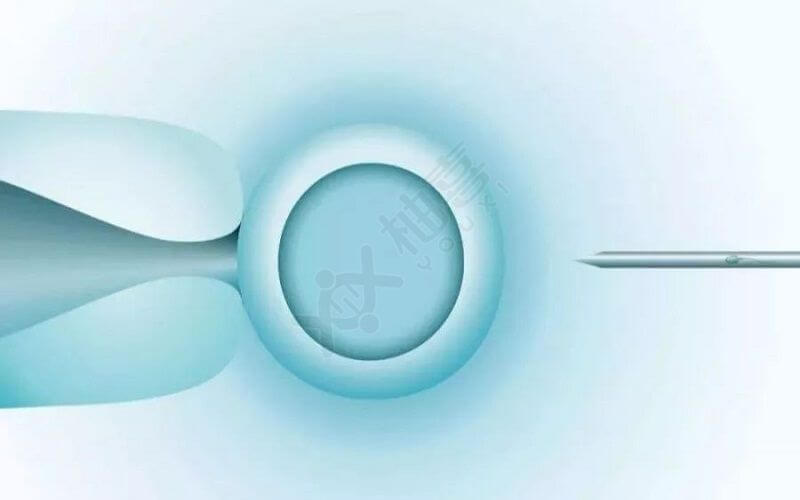 胚胎培育完成后需确定移植时间