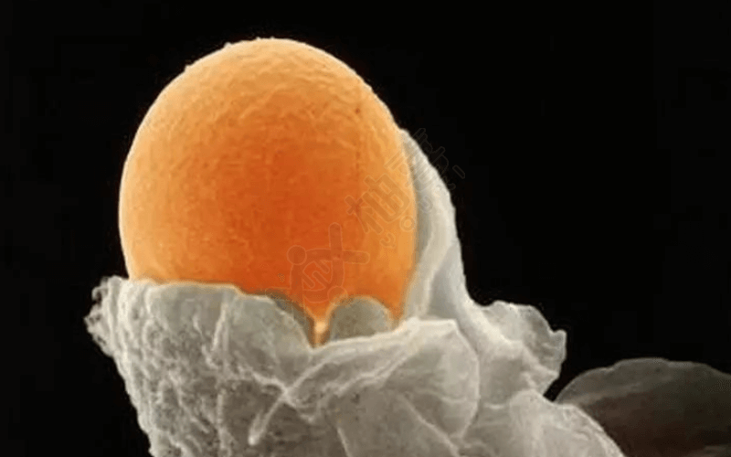 微刺激方案获得卵子数量少