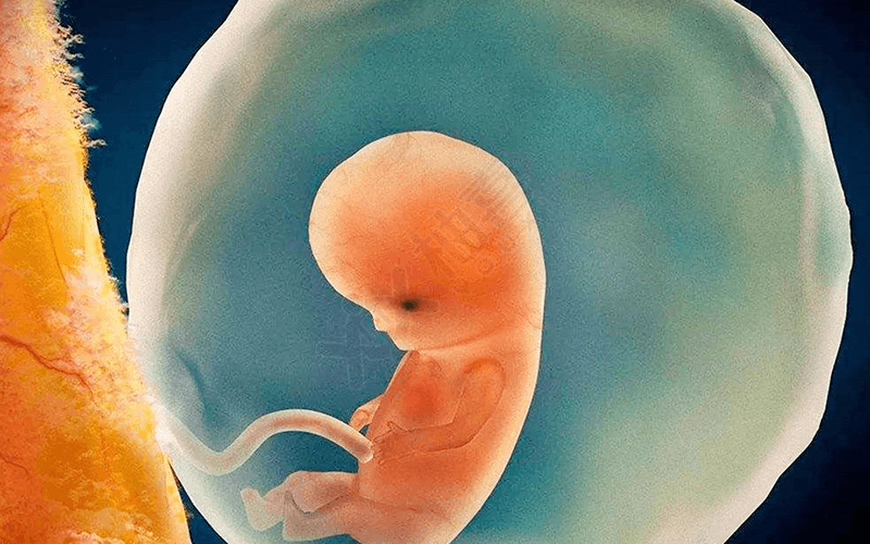 胚胎着床过程决定出现征兆的时间