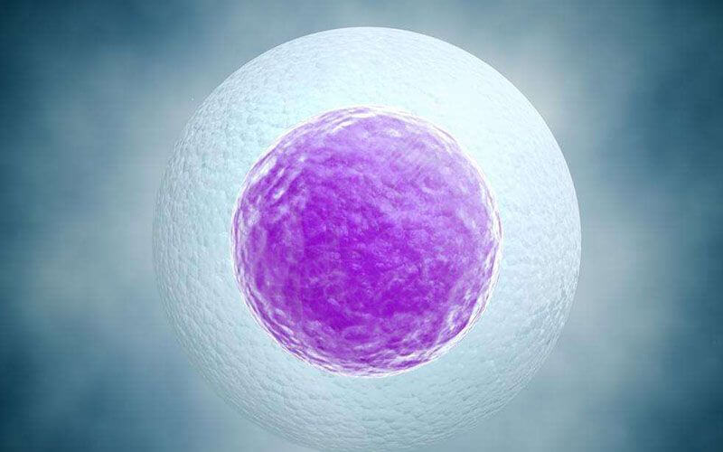 打普利康期间卵泡长到1.8cm就可以取卵