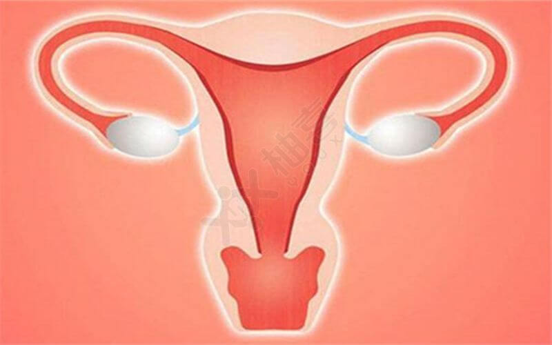 取卵后腹痛可能是因为卵巢发生扭转