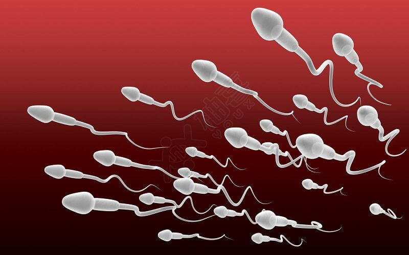 有活力的精子游动速度快容易受精