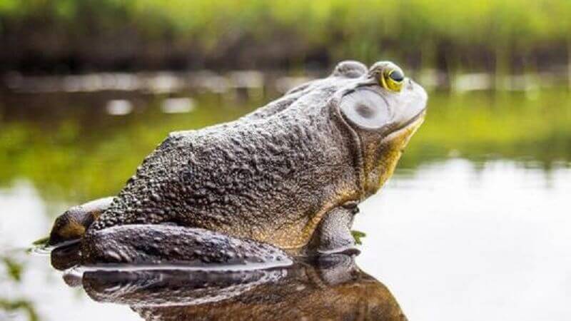 孕妇梦见牛蛙的预示