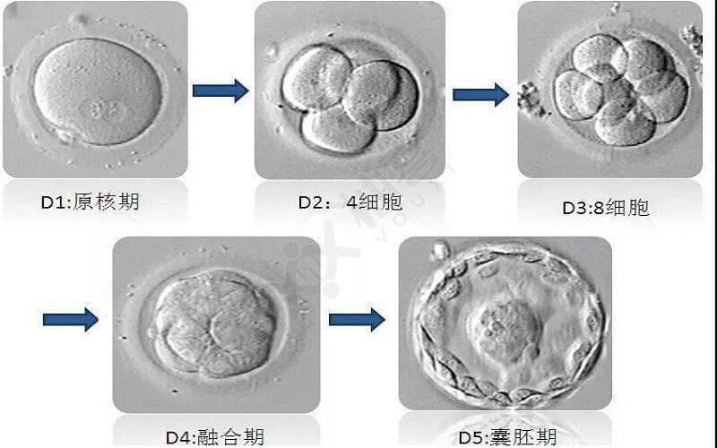 鲜胚和囊胚移植影响试管成功率
