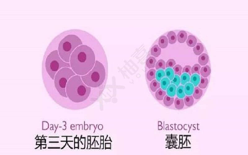 鲜胚和囊胚最大的不同就是发育时间不同