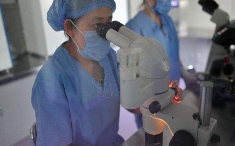 医生观察体外受精患者的胚胎发育情况