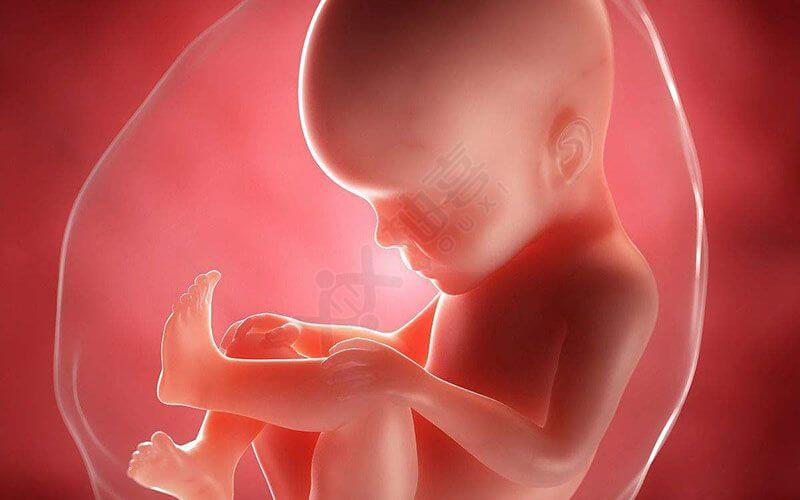 胎儿发育的全过程