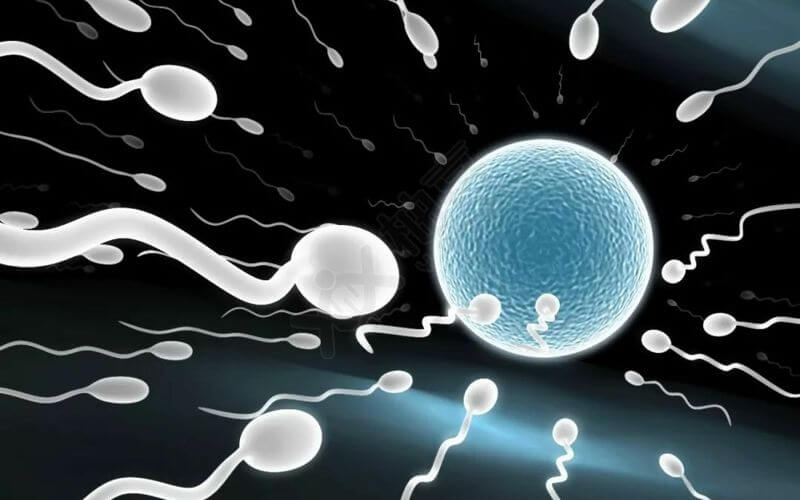 精子成活率影响胎儿质量
