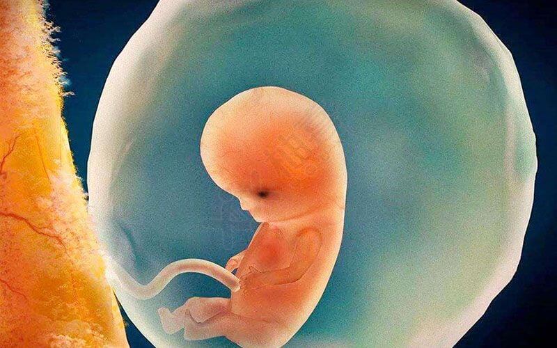 胎儿发育的时间