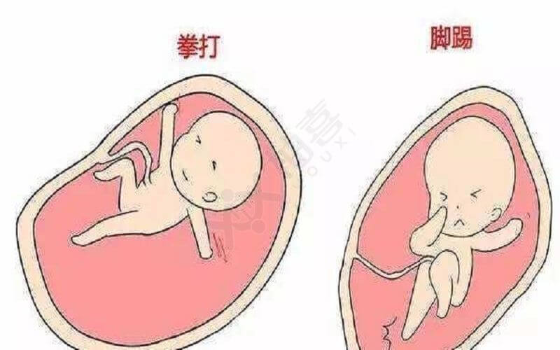 孕晚期胎儿位置图图片