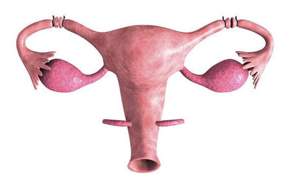 切除单侧输卵管不是没机会怀孕！但是几率降低是必然