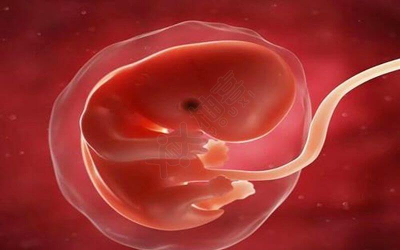 胎儿发育与催乳素的水平有关系