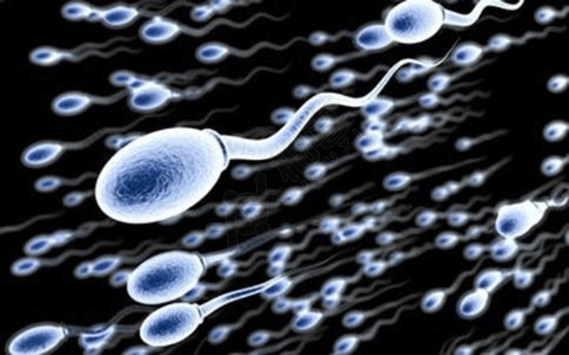 精子畸形率包括精子活力