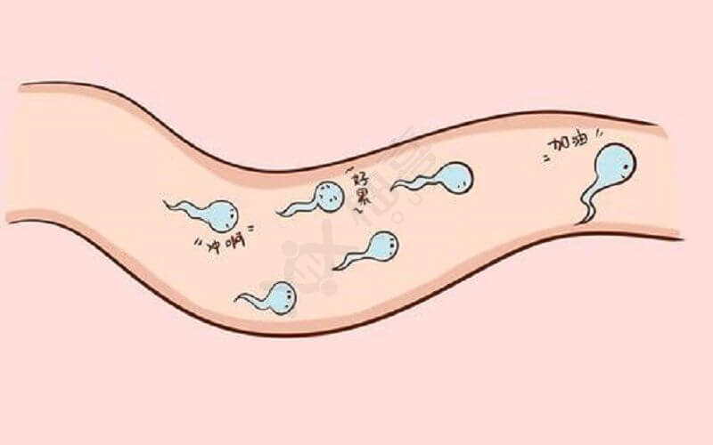 精子在女性的生殖器官中的存活时间