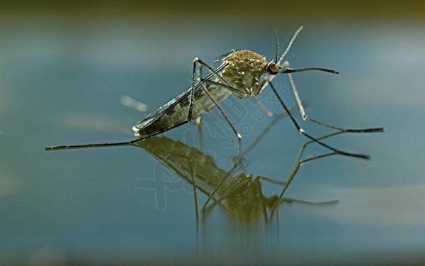婴儿防蚊产品排行榜前十名，外加5个小妙招蚊子不猖狂