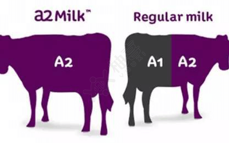 a2奶粉只含有a2蛋白
