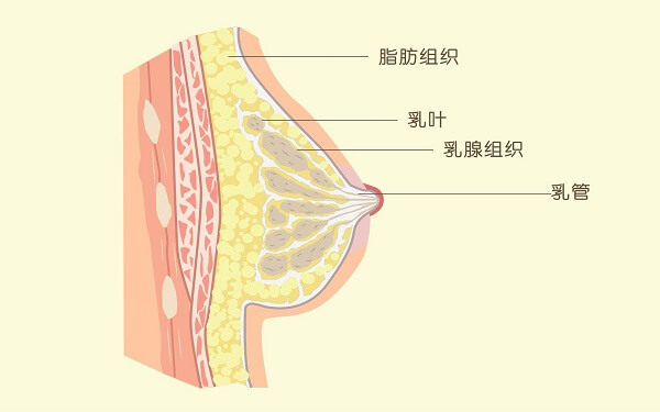 产后乳房下垂的6大原因，母乳喂养表示不背这个锅
