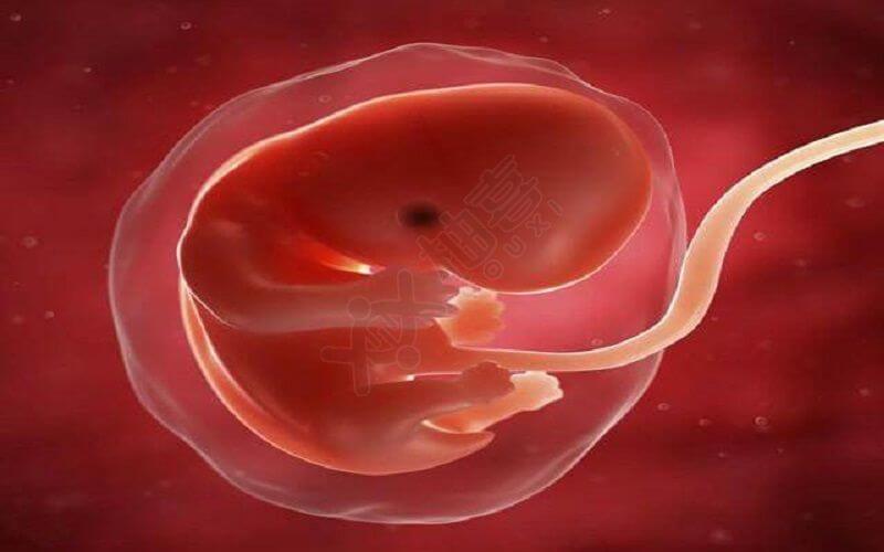 怀孕6周可以看见胎芽即胎心跳