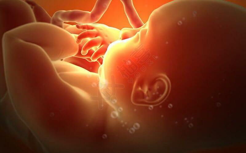 胎儿体型小导致孕妇体重下降