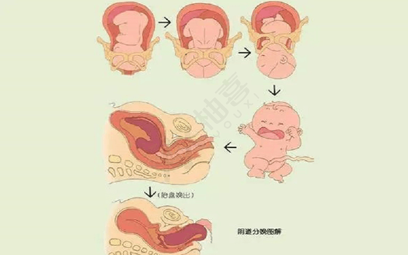 自然分娩的过程全程图片