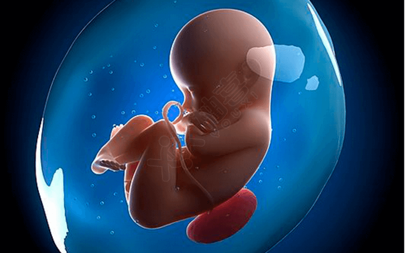 不同性别胎儿在母体中分泌激素的不同