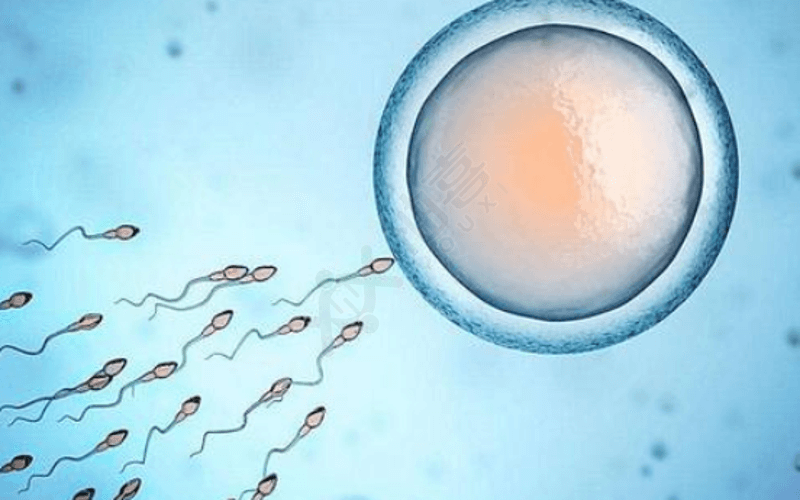提高精子卵子质量有助于生男孩