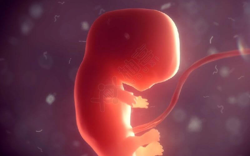 囊胚的等级不影响孩子的性别