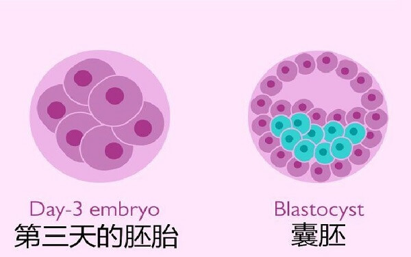 试管胚胎也分级，优胚、普胚差异总结一篇通！