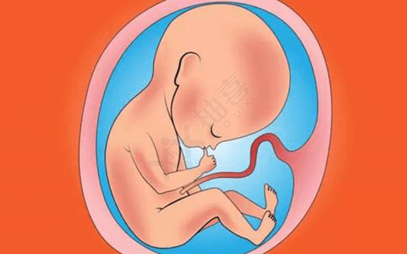 孕晚期吃薯片会影响胎儿发育