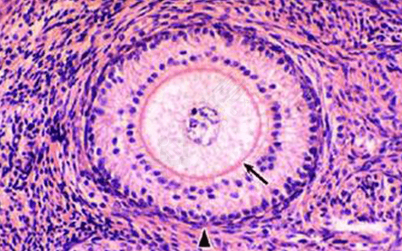 卵细胞的形成要经历初级卵泡阶段