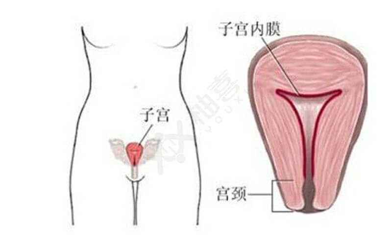 女性宫腔结构如图
