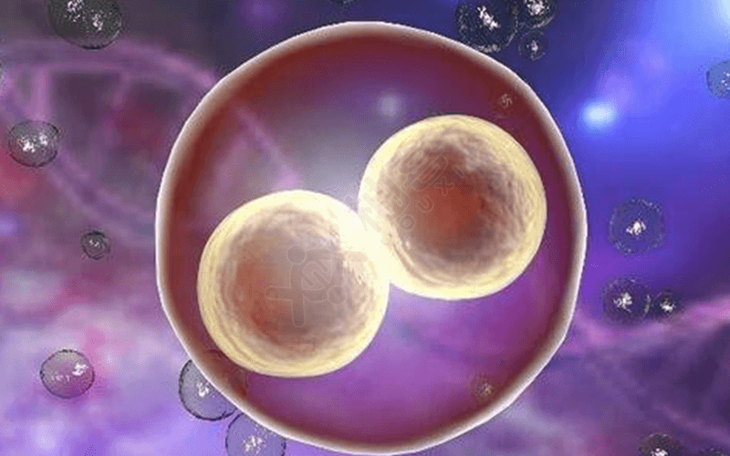 影响染色体易位试管成功率的因素有胚胎质量