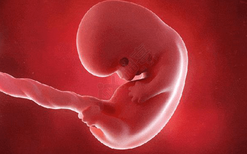 hcg能反映胚胎质量