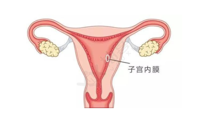 麒麟丸能帮助女性增厚子宫内膜