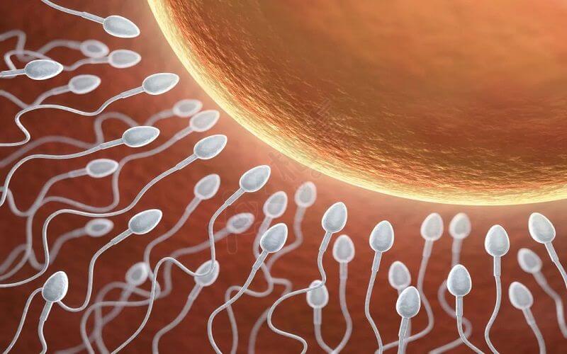 精子质量对受孕很重要