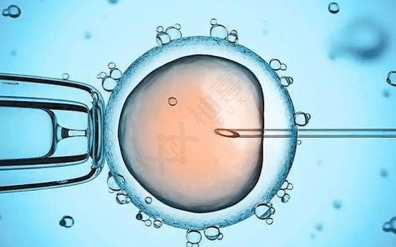 试管移植多个胚胎有怀龙凤胎的几率