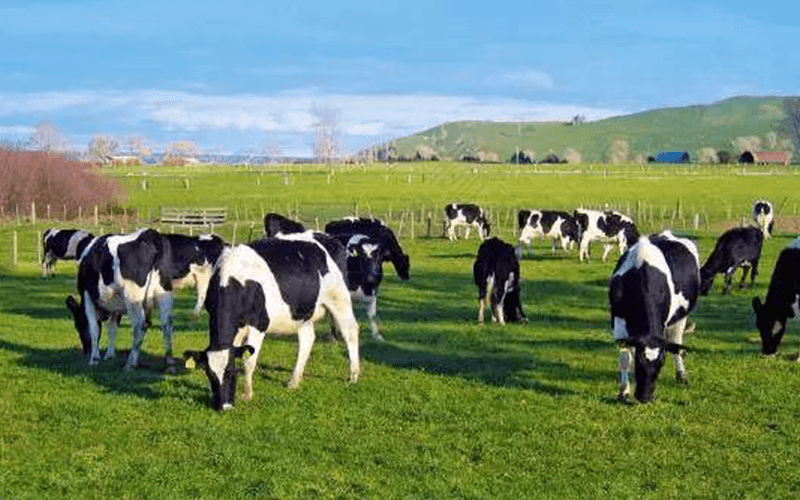 a2奶粉新西兰和澳洲的奶源都选自新西兰牧场