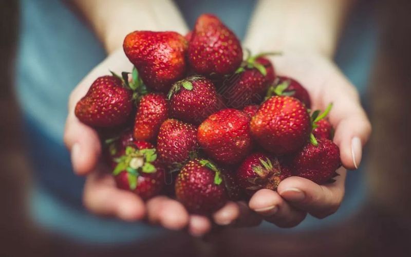 孕妇吃草莓能够促进胎儿骨骼发育