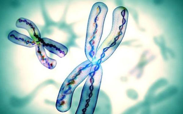 染色体罗伯逊易位遗传方式揭晓，三大比例提前知晓