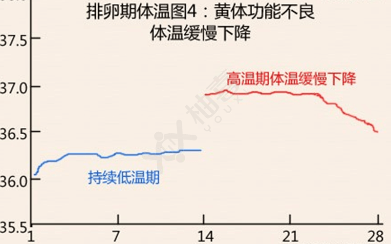 排卵期体温缓慢下降