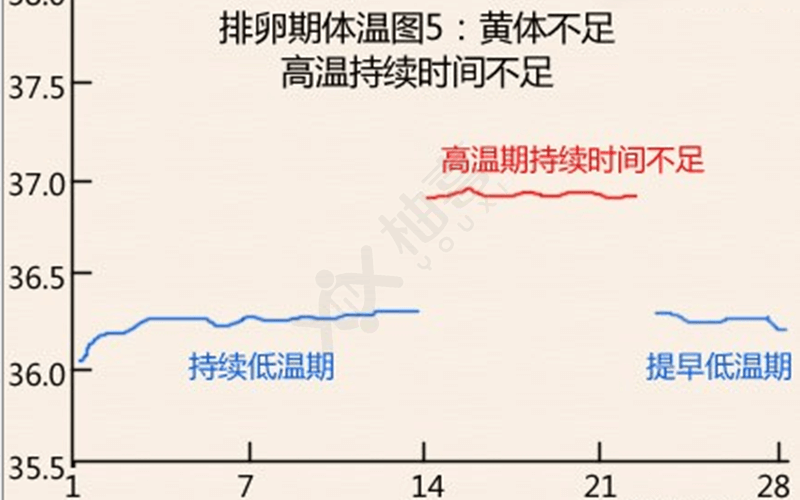 排卵期高温持续时间较短